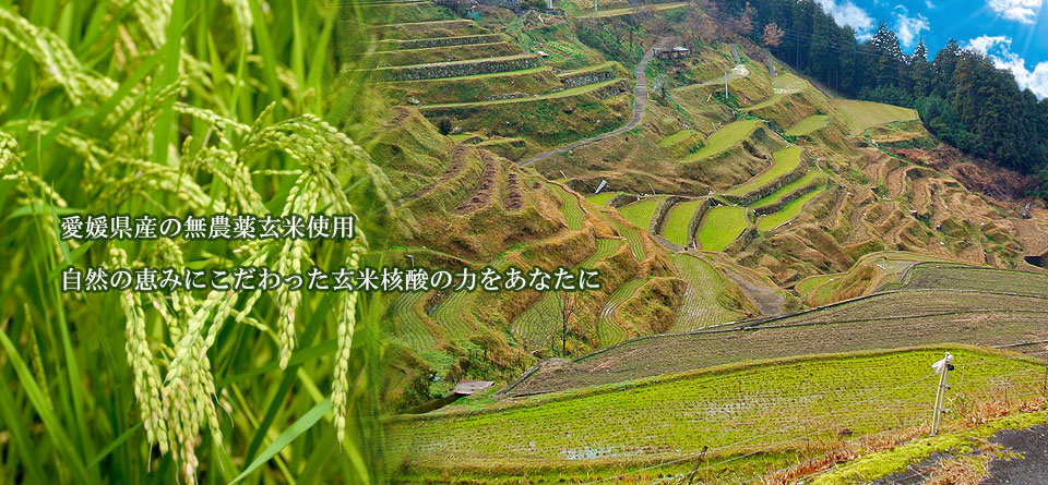 愛媛県産の玄米を使用した植物由来の玄米核酸です。玄米核酸についてはこちらから